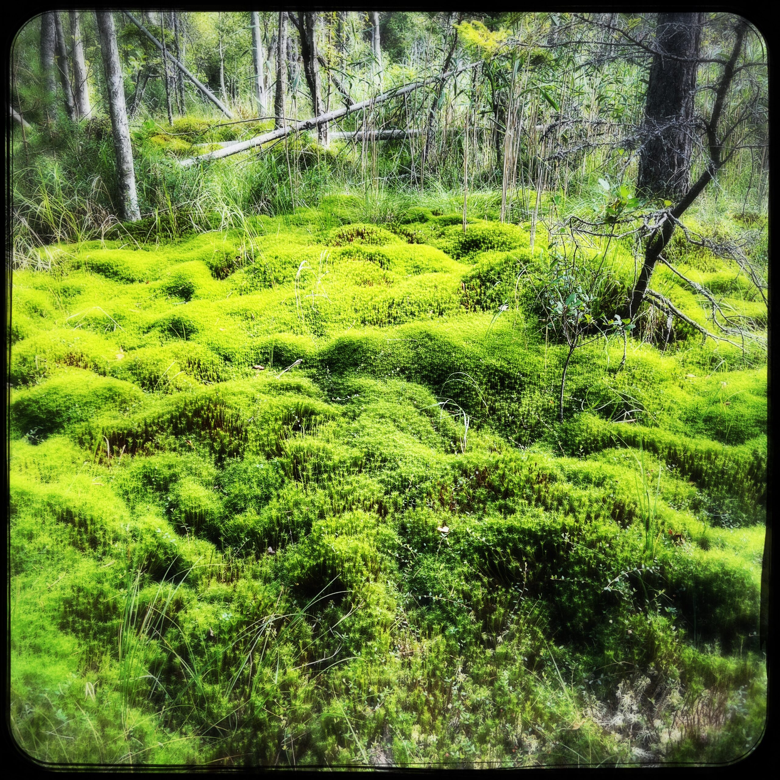 HipstamaticPhoto-681815007.824927